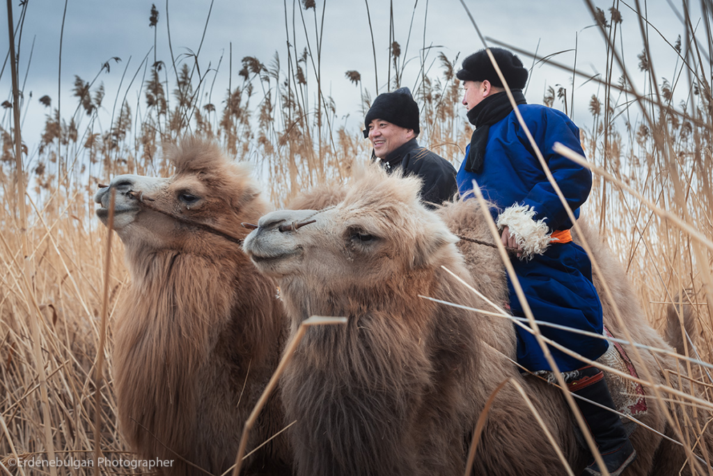 Thousand Camel Festival