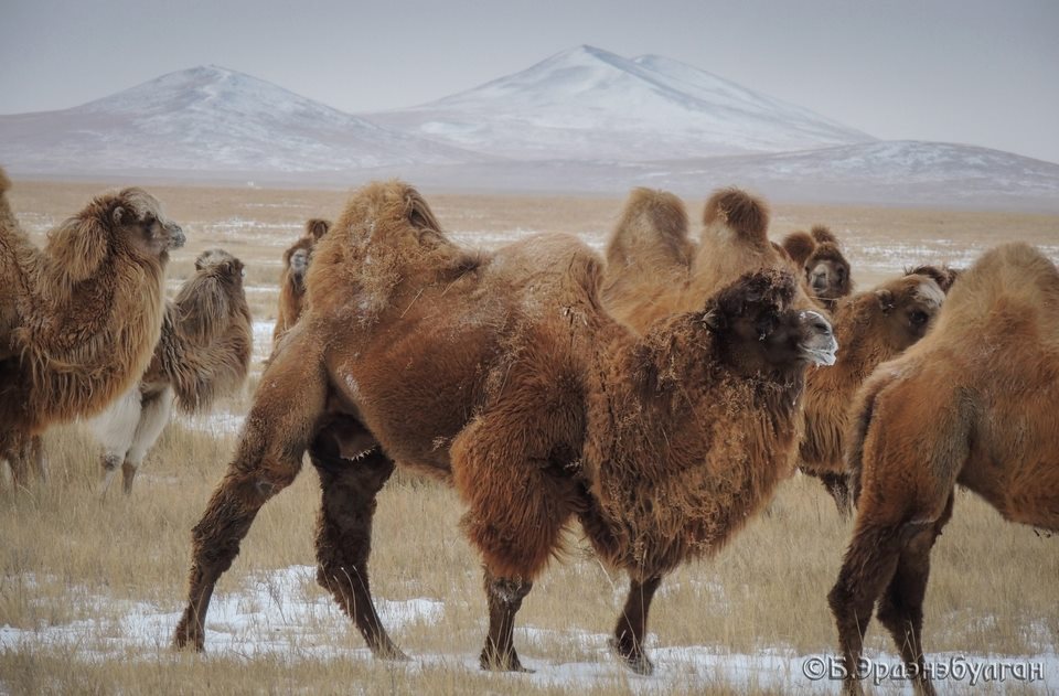 The Gobi Great Six Bactrian Camel