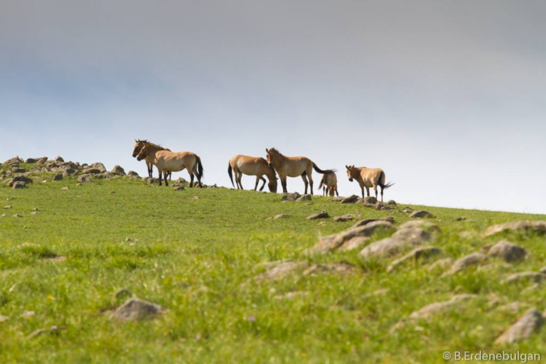 Preserving Takhi Horses: Khustain Nuruu National Park