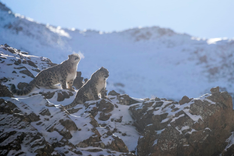 Mongolian Winter Wildlife: Discovering Cold-Adapted Species