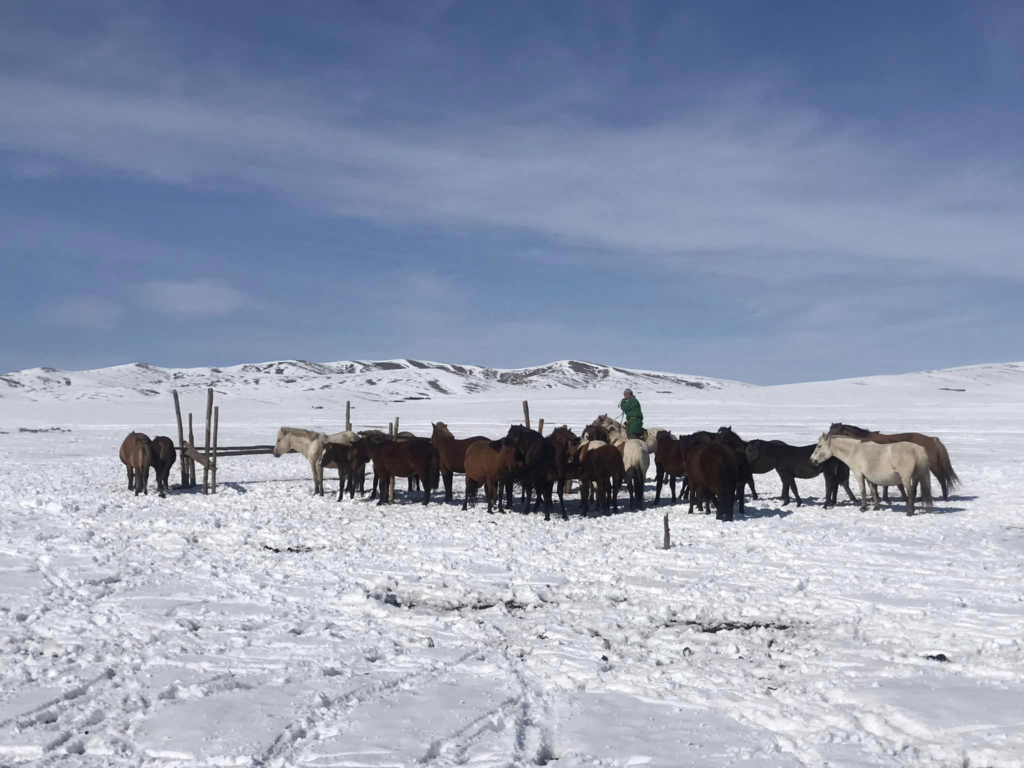 Mongolian Winter Photography