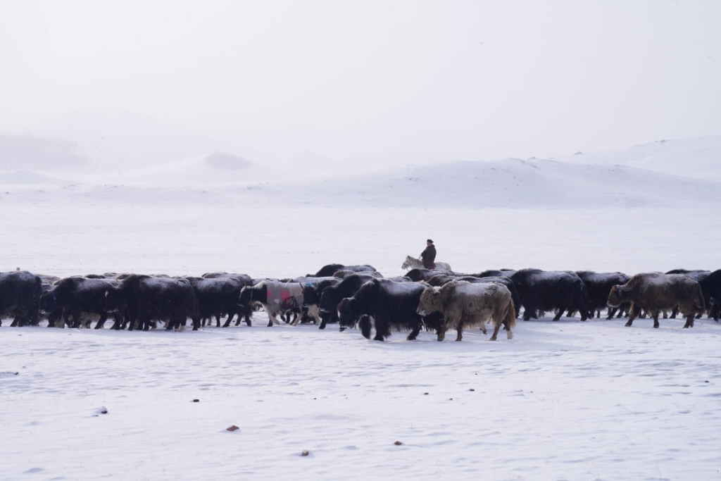 Winter Survival Skills of Mongolian Nomads
