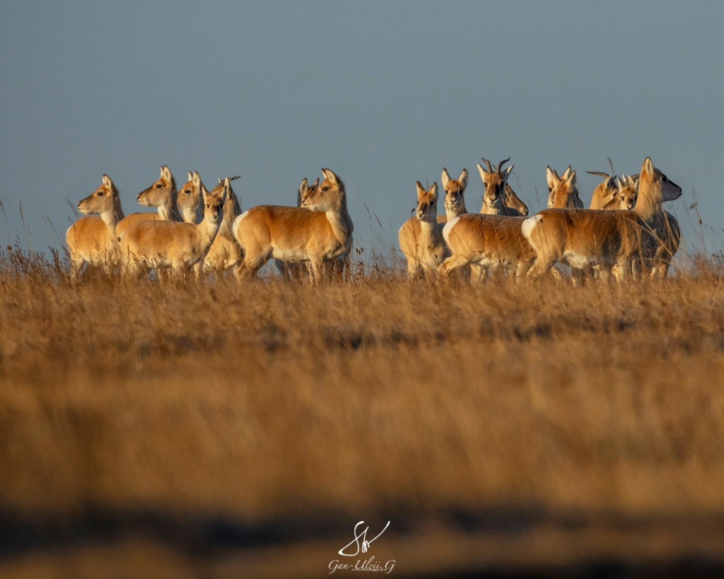 The Gobi Great Six Gazelle