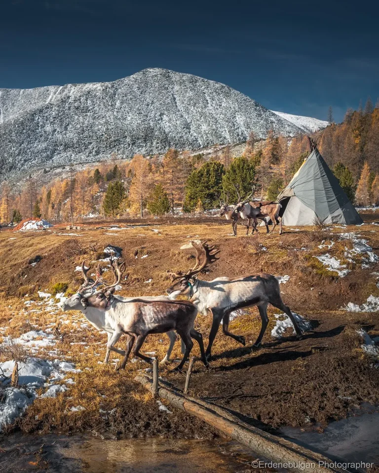 Celebrating Tsaatan Reindeer Herders: Life in Mongolia’s Northern Taiga