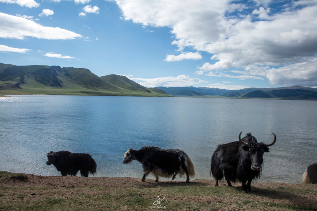 Mongolian Yak