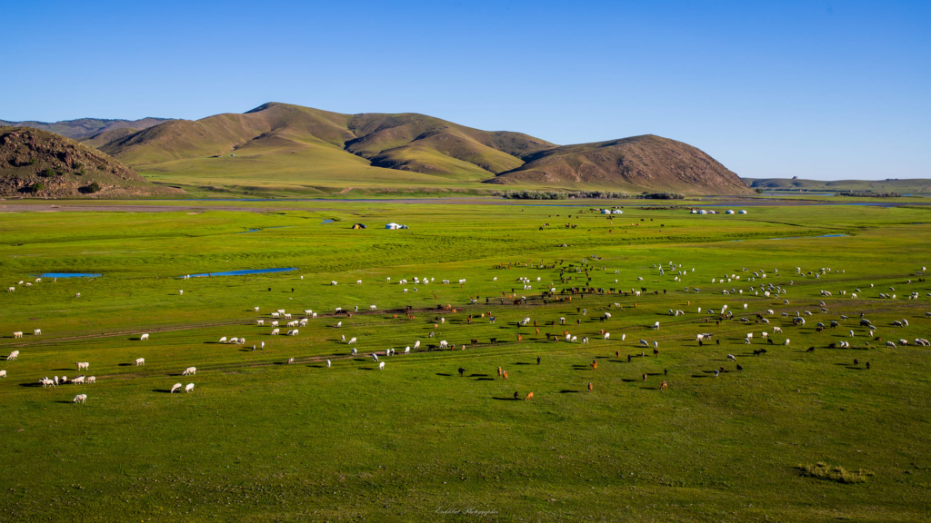 Mongolian Livestock