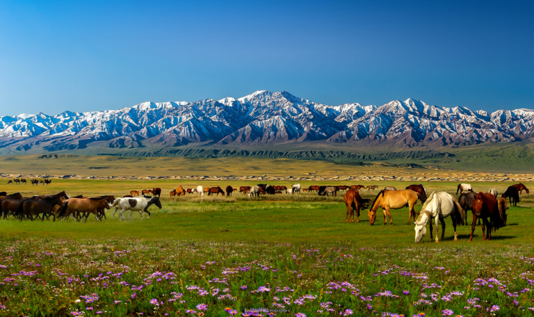 Vitality of Mongolian Livestock: Enriching Nomadic Heritage